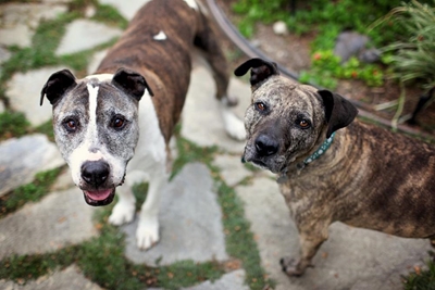 Correct feeding for your dog’s life stages