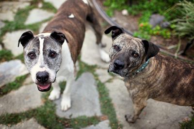 Correct feeding for your dog’s life stages