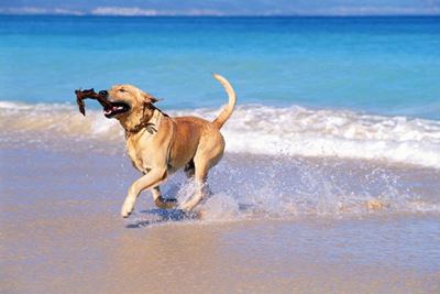 Take your best friend to the beach