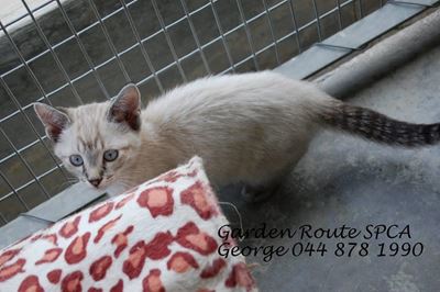 Help animals in need without donating money