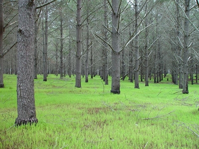 The future of plantations