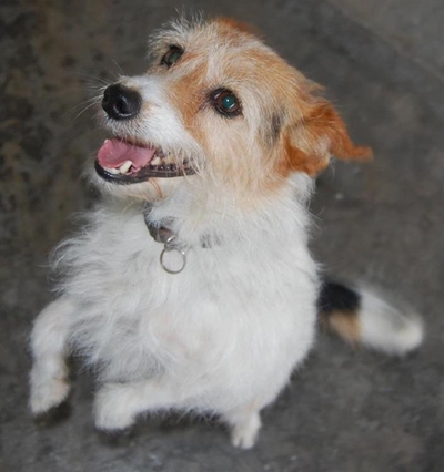 Helping animals without donating money