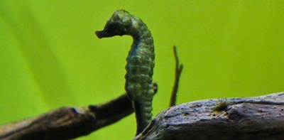 Sedgefield residents can help seahorses