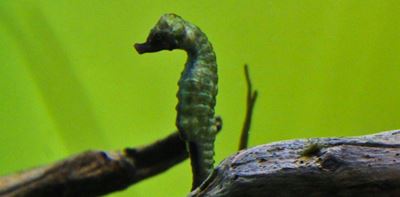 Sedgefield residents can help seahorses