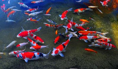 Koi show in George