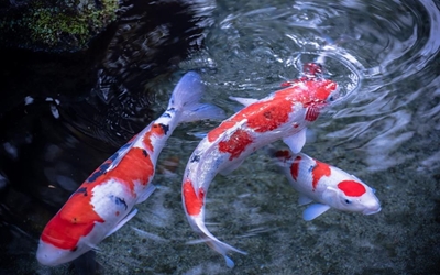 More than 300 koi expected at show