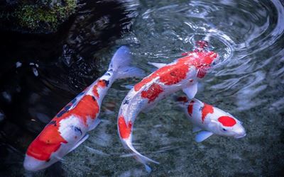 More than 300 koi expected at show