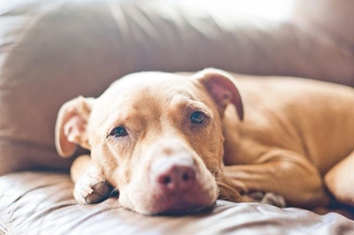 2 Pit bulls attack smaller dog