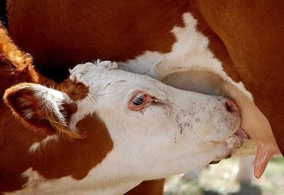 Kalfies grootmaak is nie kinderspeletjies nie