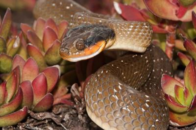 Hello winter… Goodbye snakes