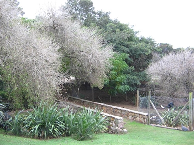 Honde maai onder park se diere