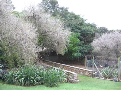 Honde maai onder park se diere