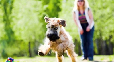 The socialisation of your puppy is crucial