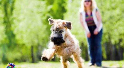 The socialisation of your puppy is crucial