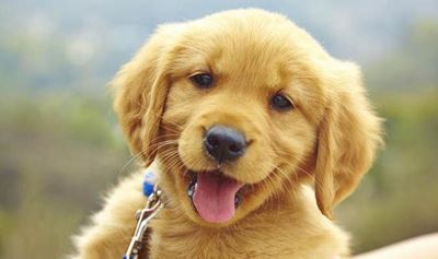 Pets and municipal by-laws