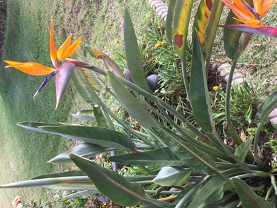 Estate gardening - local is lekker