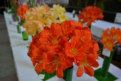 Blommeskou in September