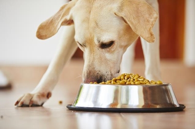 Free feeding is bad for you and your dog
