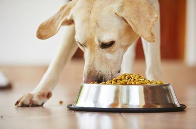 Free feeding is bad for you and your dog