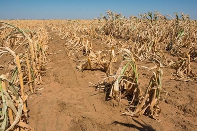 Farmers received drought aid too late