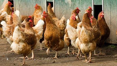No outbreak of avian influenza in our area