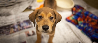 Enter SPCA 2018 calendar comPETitition