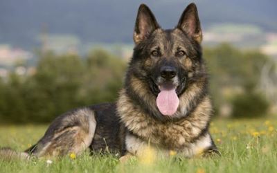 SPCA AGM on Saturday