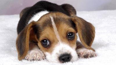 SPCA and Mandela Day