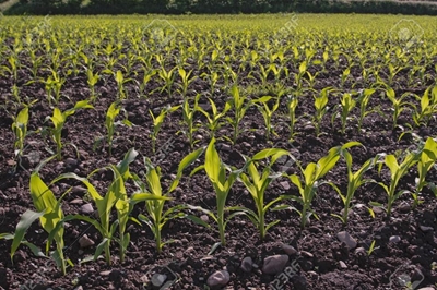 Crop problems: Look for the clues