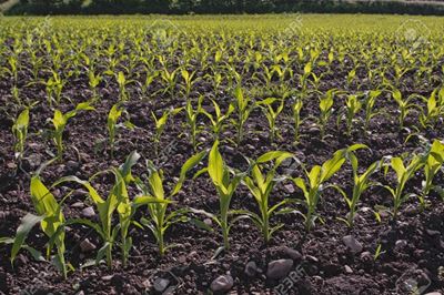 Crop problems: Look for the clues