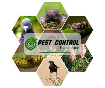 Pest Control Excellence earns Best of George nomination – A testament to trust, quality, and community