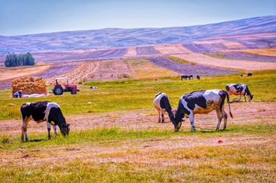 Forced cullings cost livestock producers millions