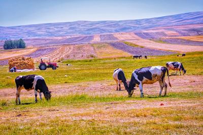 Forced cullings cost livestock producers millions