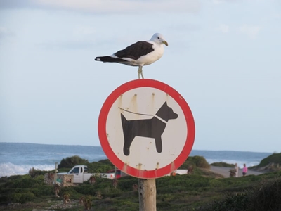 Stilbaai se honde inspekteur