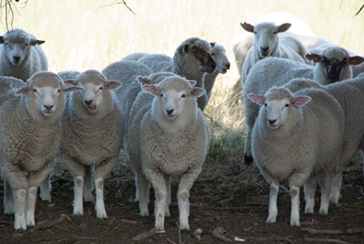 No such thing as ‘ethical’ live sheep exports, says NSPCA