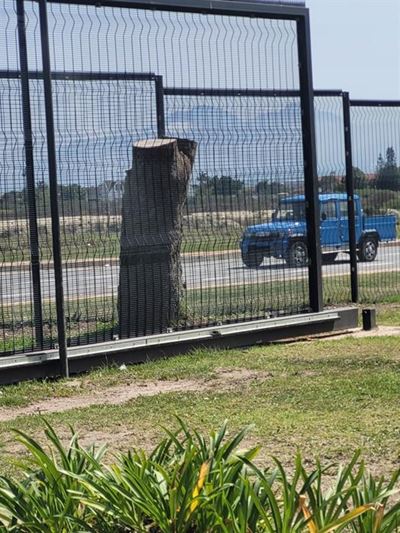 Forestry investigating after tree felled at Pacaltsdorp Secondary School