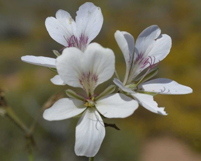 New plant species uncovered near Alexander Bay
