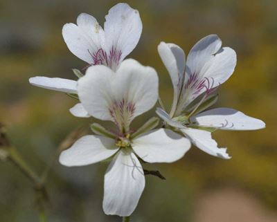 New plant species uncovered near Alexander Bay