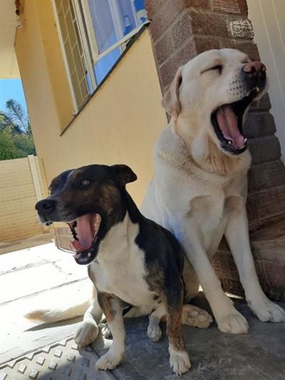 Animal Antics