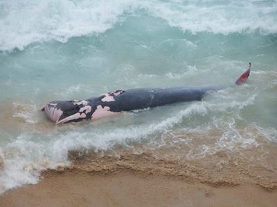 Update: Whale washed up in Dana Bay