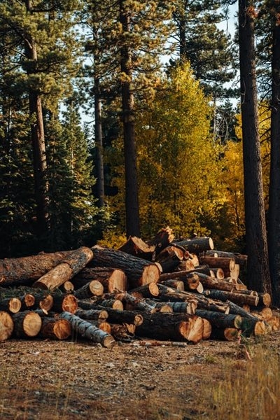 Forestry demand stable, despite toilet paper panic buying