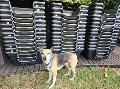 Help 'n hond hierdie winter