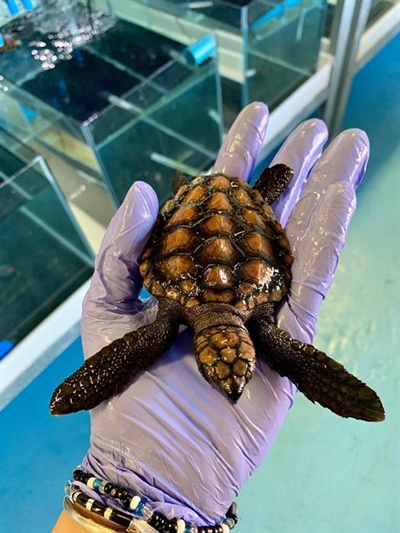 Look out for baby turtles on our beaches