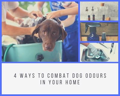 4 ways to combat dog odours in your home