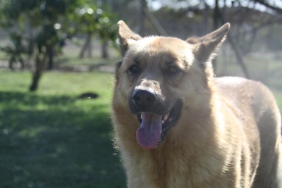 Adopt a pet from the SPCA