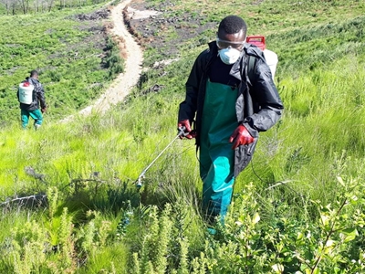 Problems with invasive alien plants? 