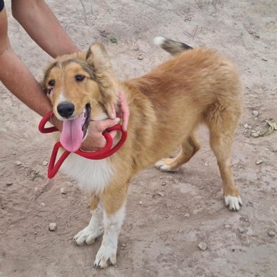 Adopt a pet from SPCA
