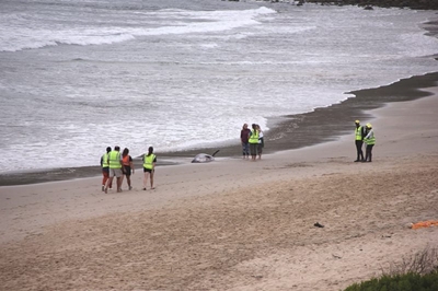 Update: Stranded whales – Rescue attempts and disposal