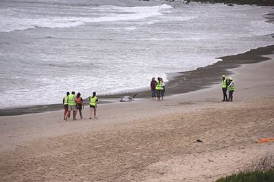 Update: Stranded whales – Rescue attempts and disposal