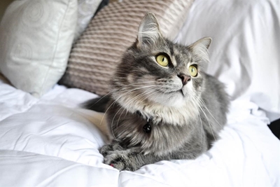 Ultimate guide to moving with cats